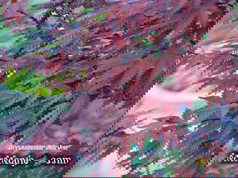 - Acer palmatum 'Oshu beni' Japanese Maple - Mr Maple │ Buy Japanese Maple Trees