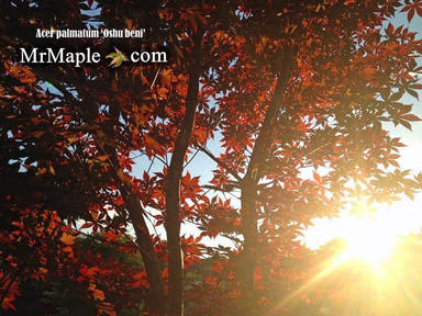 - Acer palmatum 'Oshu beni' Japanese Maple - Mr Maple │ Buy Japanese Maple Trees