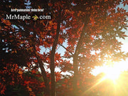 - Acer palmatum 'Oshu beni' Japanese Maple - Mr Maple │ Buy Japanese Maple Trees