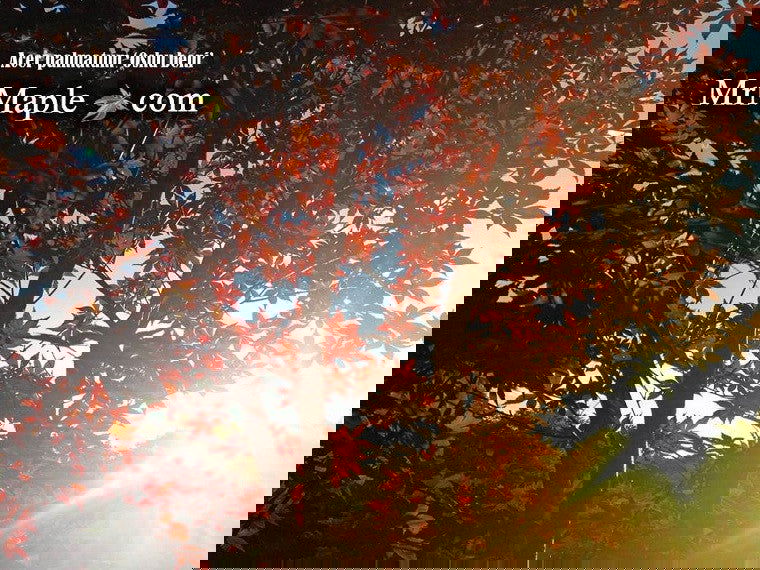 - Acer palmatum 'Oshu beni' Japanese Maple - Mr Maple │ Buy Japanese Maple Trees