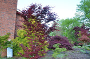 - Acer palmatum 'Oshu beni' Japanese Maple - Mr Maple │ Buy Japanese Maple Trees