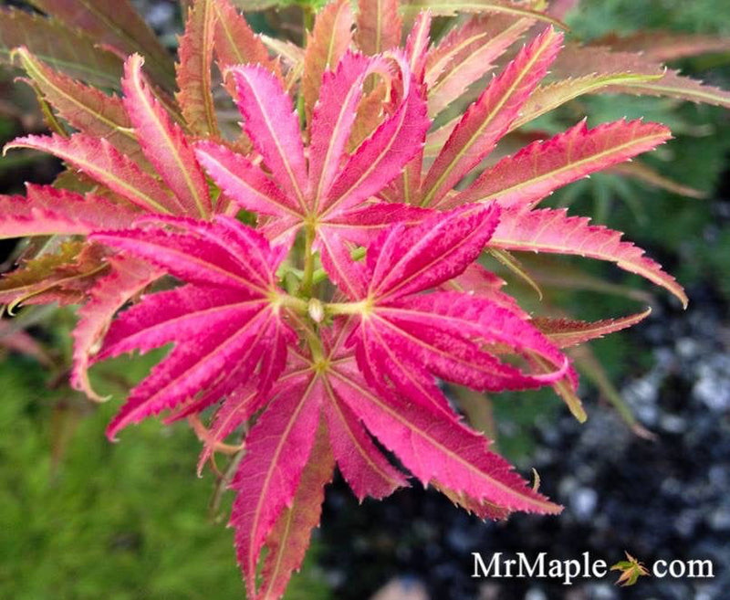 - Acer palmatum 'Oshu shidare' Japanese Maple - Mr Maple │ Buy Japanese Maple Trees