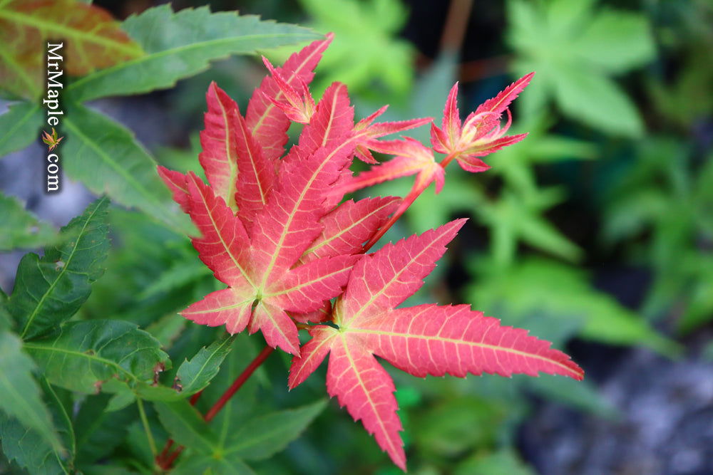 - Acer palmatum 'Otaha' Dwarf Pink Japanese Maple - Mr Maple │ Buy Japanese Maple Trees