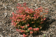 - Acer palmatum 'Otaha' Dwarf Pink Japanese Maple - Mr Maple │ Buy Japanese Maple Trees