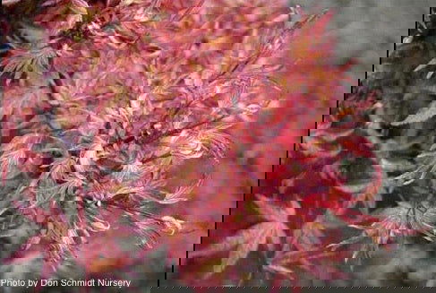 - Acer palmatum 'Otaha' Dwarf Pink Japanese Maple - Mr Maple │ Buy Japanese Maple Trees