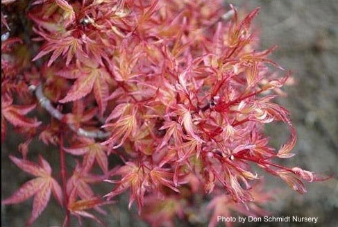 - Acer palmatum 'Otaha' Dwarf Pink Japanese Maple - Mr Maple │ Buy Japanese Maple Trees