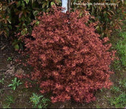 - Acer palmatum 'Otaha' Dwarf Pink Japanese Maple - Mr Maple │ Buy Japanese Maple Trees