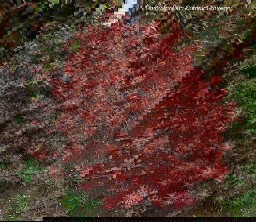 - Acer palmatum 'Otaha' Dwarf Pink Japanese Maple - Mr Maple │ Buy Japanese Maple Trees