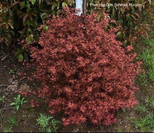 - Acer palmatum 'Otaha' Dwarf Pink Japanese Maple - Mr Maple │ Buy Japanese Maple Trees