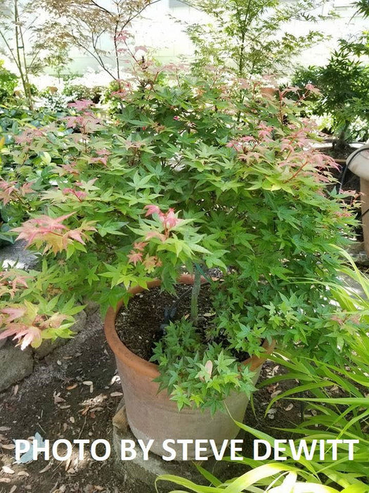 - Acer palmatum 'Otaha' Dwarf Pink Japanese Maple - Mr Maple │ Buy Japanese Maple Trees