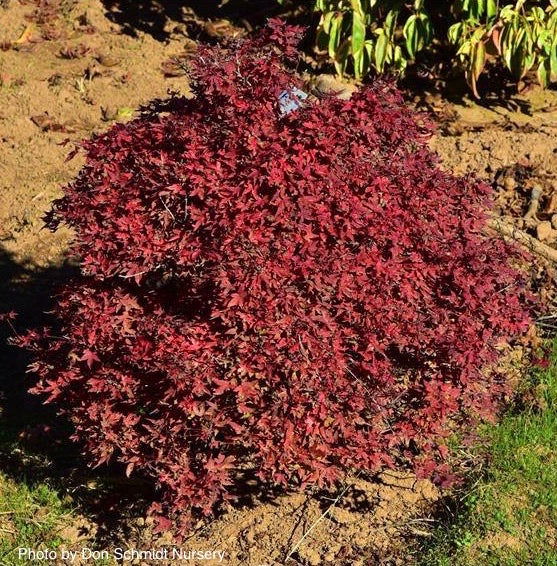 - Acer palmatum 'Otaha' Dwarf Pink Japanese Maple - Mr Maple │ Buy Japanese Maple Trees