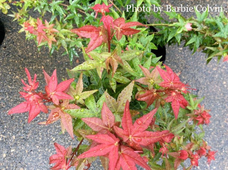 - Acer palmatum 'Otaha' Dwarf Pink Japanese Maple - Mr Maple │ Buy Japanese Maple Trees