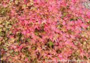 - Acer palmatum 'Otaha' Dwarf Pink Japanese Maple - Mr Maple │ Buy Japanese Maple Trees