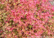 - Acer palmatum 'Otaha' Dwarf Pink Japanese Maple - Mr Maple │ Buy Japanese Maple Trees