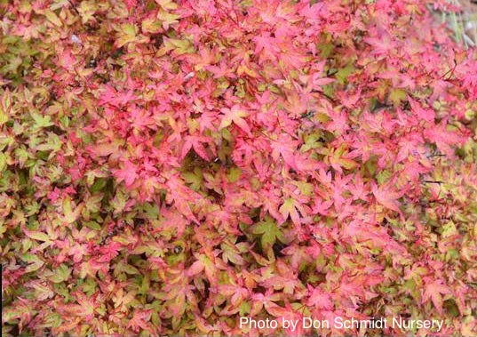 - Acer palmatum 'Otaha' Dwarf Pink Japanese Maple - Mr Maple │ Buy Japanese Maple Trees