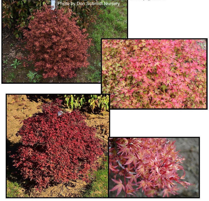 - Acer palmatum 'Otaha' Dwarf Pink Japanese Maple - Mr Maple │ Buy Japanese Maple Trees