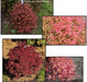 - Acer palmatum 'Otaha' Dwarf Pink Japanese Maple - Mr Maple │ Buy Japanese Maple Trees