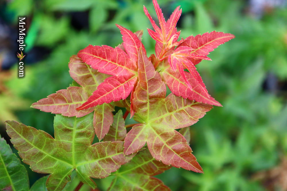 - Acer palmatum 'Otaha' Dwarf Pink Japanese Maple - Mr Maple │ Buy Japanese Maple Trees