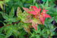 - Acer palmatum 'Otaha' Dwarf Pink Japanese Maple - Mr Maple │ Buy Japanese Maple Trees