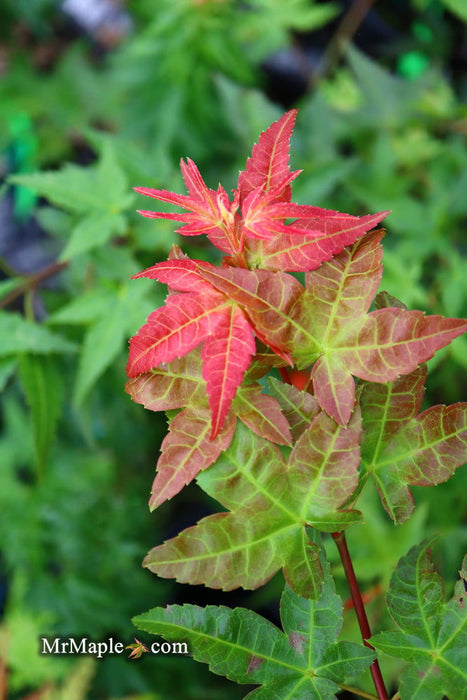 - Acer palmatum 'Otaha' Dwarf Pink Japanese Maple - Mr Maple │ Buy Japanese Maple Trees