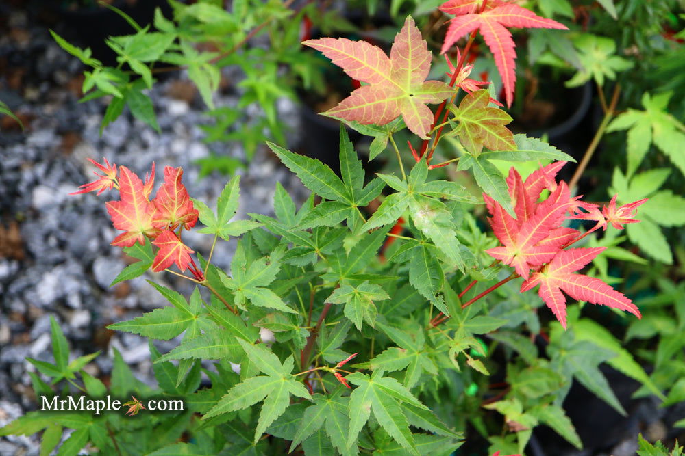 - Acer palmatum 'Otaha' Dwarf Pink Japanese Maple - Mr Maple │ Buy Japanese Maple Trees