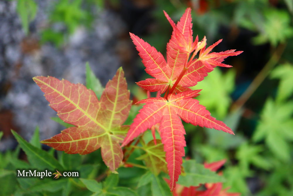 - Acer palmatum 'Otaha' Dwarf Pink Japanese Maple - Mr Maple │ Buy Japanese Maple Trees