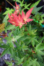 - Acer palmatum 'Otaha' Dwarf Pink Japanese Maple - Mr Maple │ Buy Japanese Maple Trees