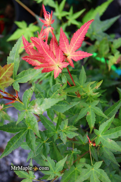 - Acer palmatum 'Otaha' Dwarf Pink Japanese Maple - Mr Maple │ Buy Japanese Maple Trees