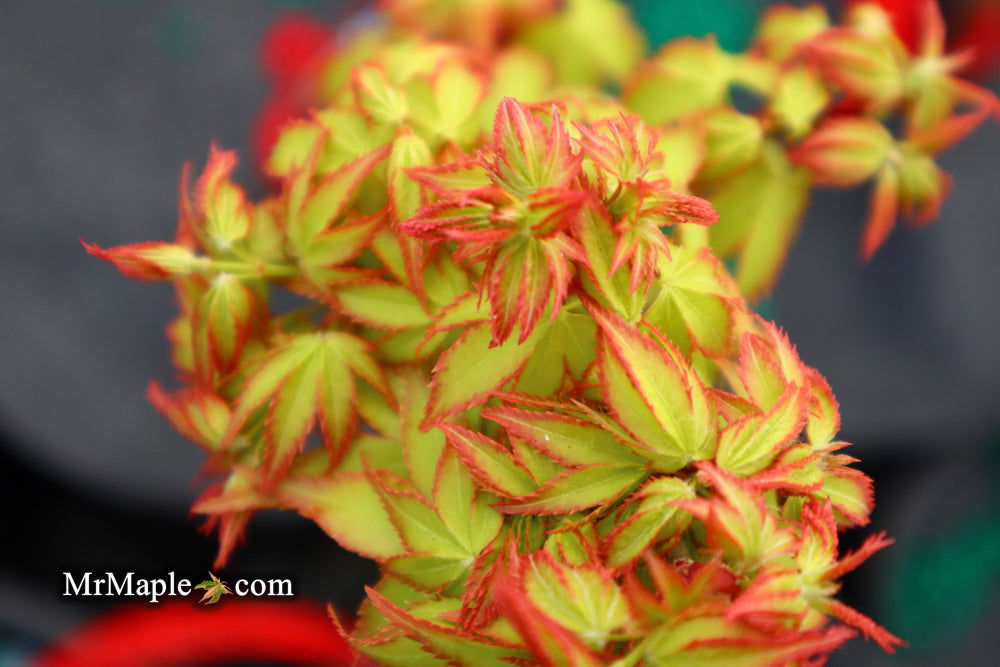 - Acer palmatum 'Oto hime' Dwarf Japanese Maple - Mr Maple │ Buy Japanese Maple Trees