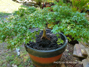 - Acer palmatum 'Oto hime' Dwarf Japanese Maple - Mr Maple │ Buy Japanese Maple Trees