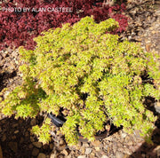 - Acer palmatum 'Oto hime' Dwarf Japanese Maple - Mr Maple │ Buy Japanese Maple Trees