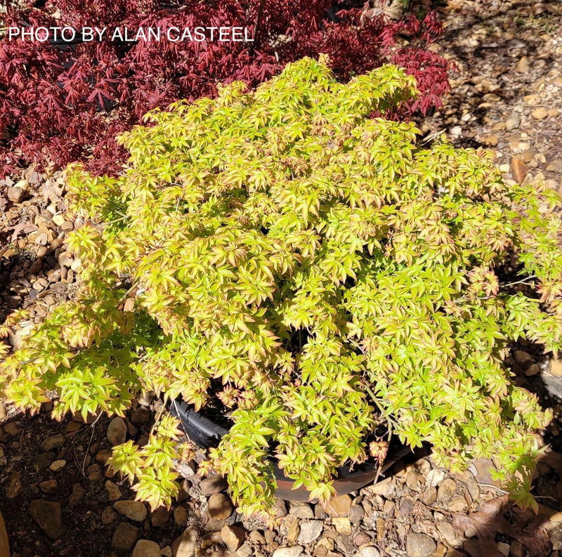 - Acer palmatum 'Oto hime' Dwarf Japanese Maple - Mr Maple │ Buy Japanese Maple Trees