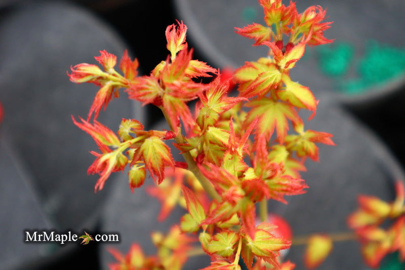- Acer palmatum 'Oto hime' Dwarf Japanese Maple - Mr Maple │ Buy Japanese Maple Trees
