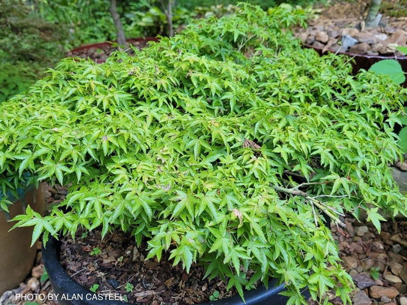 - Acer palmatum 'Oto hime' Dwarf Japanese Maple - Mr Maple │ Buy Japanese Maple Trees