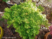 - Acer palmatum 'Oto hime' Dwarf Japanese Maple - Mr Maple │ Buy Japanese Maple Trees