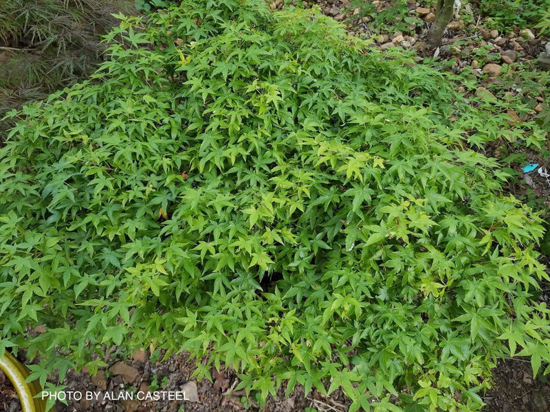 - Acer palmatum 'Oto hime' Dwarf Japanese Maple - Mr Maple │ Buy Japanese Maple Trees