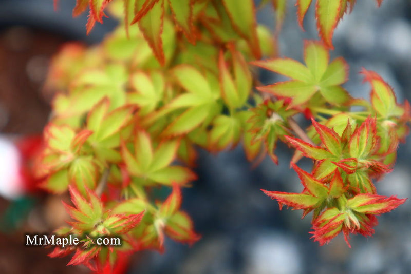 - Acer palmatum 'Oto hime' Dwarf Japanese Maple - Mr Maple │ Buy Japanese Maple Trees