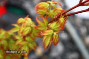 - Acer palmatum 'Oto hime' Dwarf Japanese Maple - Mr Maple │ Buy Japanese Maple Trees