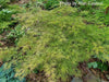 '- Acer palmatum 'Otto's Dissectum' Weeping Japanese Maple - Mr Maple │ Buy Japanese Maple Trees