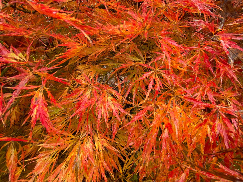 - Acer palmatum 'Otto's Dissectum' Weeping Japanese Maple - Mr Maple │ Buy Japanese Maple Trees