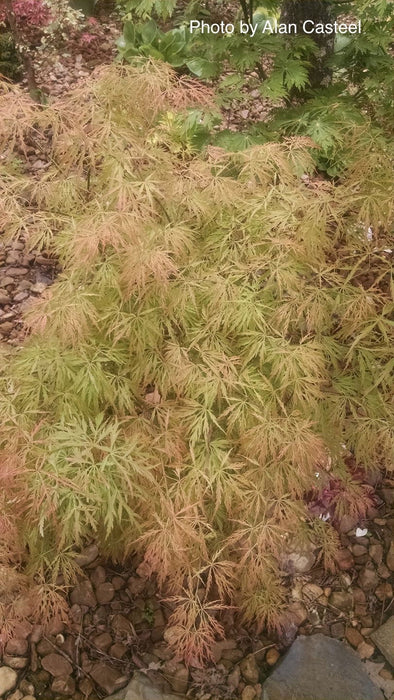 '- Acer palmatum 'Otto's Dissectum' Weeping Japanese Maple - Mr Maple │ Buy Japanese Maple Trees