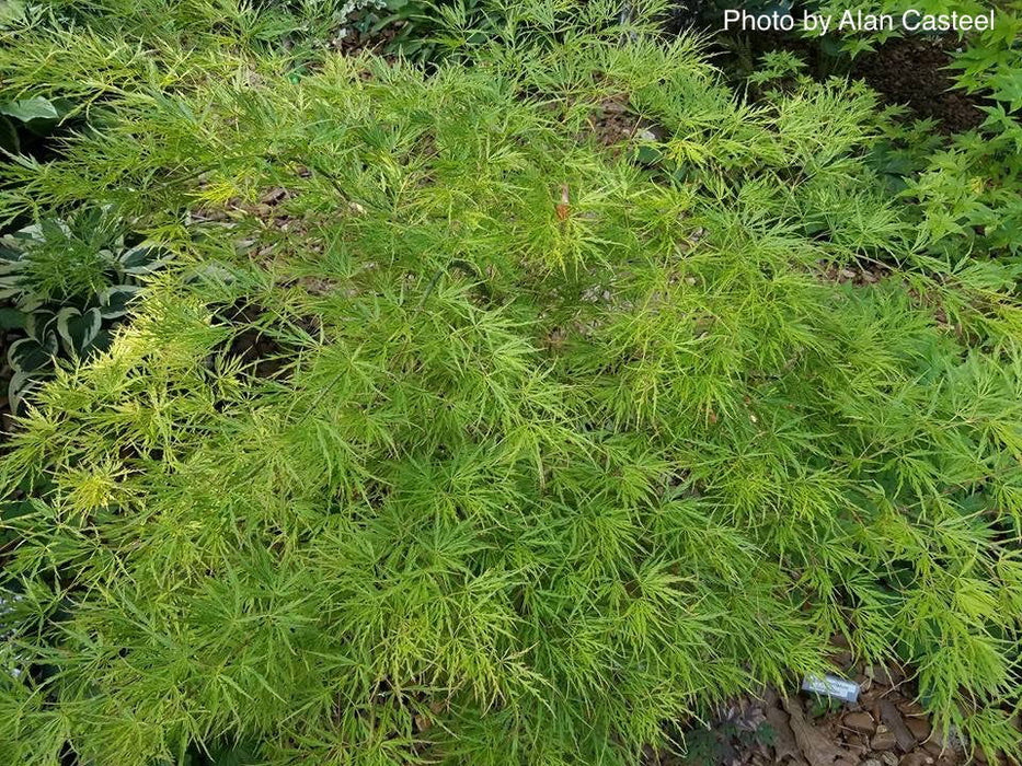 '- Acer palmatum 'Otto's Dissectum' Weeping Japanese Maple - Mr Maple │ Buy Japanese Maple Trees