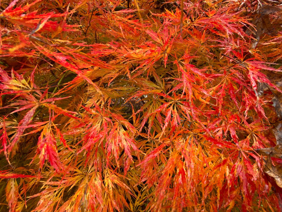 '- Acer palmatum 'Otto's Dissectum' Weeping Japanese Maple - Mr Maple │ Buy Japanese Maple Trees