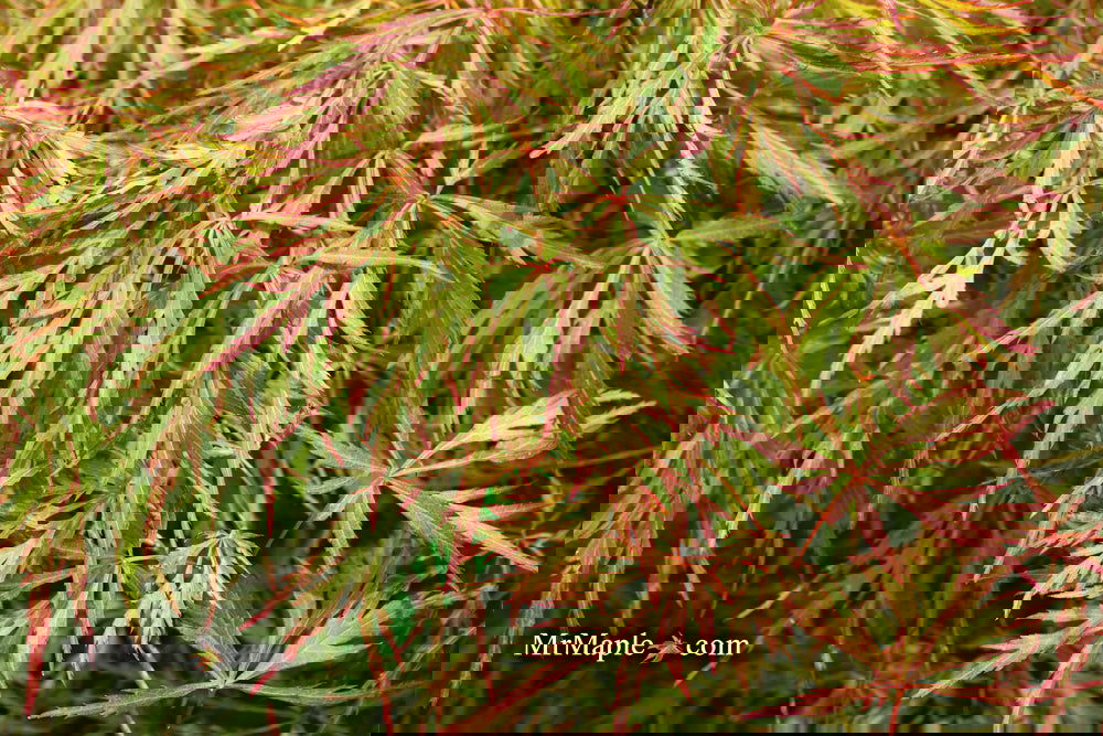 Buy Acer palmatum 'Otto's Dissectum' Weeping Japanese Maple — Mr