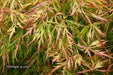 '- Acer palmatum 'Otto's Dissectum' Weeping Japanese Maple - Mr Maple │ Buy Japanese Maple Trees