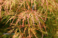 '- Acer palmatum 'Otto's Dissectum' Weeping Japanese Maple - Mr Maple │ Buy Japanese Maple Trees