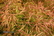 - Acer palmatum 'Otto's Dissectum' Weeping Japanese Maple - Mr Maple │ Buy Japanese Maple Trees