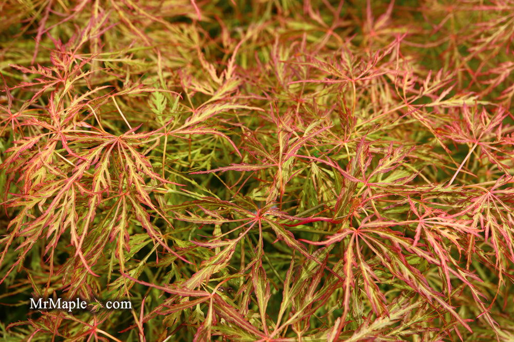 '- Acer palmatum 'Otto's Dissectum' Weeping Japanese Maple - Mr Maple │ Buy Japanese Maple Trees