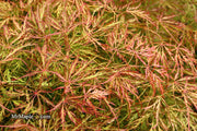 - Acer palmatum 'Otto's Dissectum' Weeping Japanese Maple - Mr Maple │ Buy Japanese Maple Trees