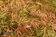 '- Acer palmatum 'Otto's Dissectum' Weeping Japanese Maple - Mr Maple │ Buy Japanese Maple Trees